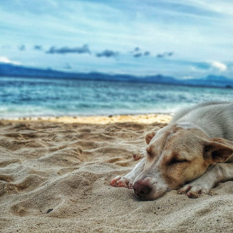 כלב בחוף הים